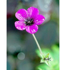 am_79225_2365259_418650